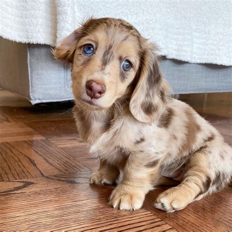 dachshund puppies for sale cheap in indiana under $300|cute dachshunds for sale indiana.